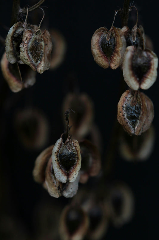 Larvikite Heart Meaning: Grounded Intuition & Ancestral Wisdom